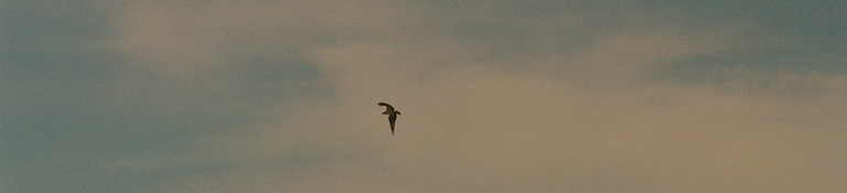 bird on blue sky